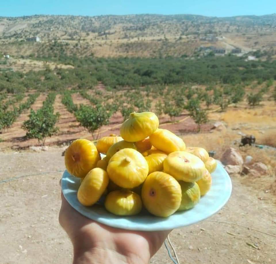 Im großen kurdischen Sprachgebiet gibt es kaum zwei Regionen, die so viele Gemeinsamkeiten haben wie Afrin und Shingal. Im kulturellen Erbe, in Liedern, Sagen und Legenden oder in der Isolation vom Kerngebiet. Was Afrin und Shingal noch verbindet, sind die gleichen Feigensorten.