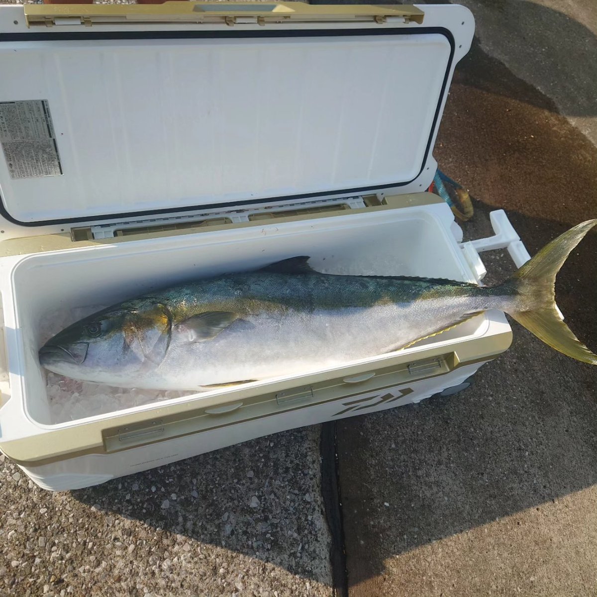 Rworks1977's tweet photo. カンパチ釣りに行ったら小魚釣れた。
ジグ政14キロくらい？ https://t.co/FpyhruVwHm