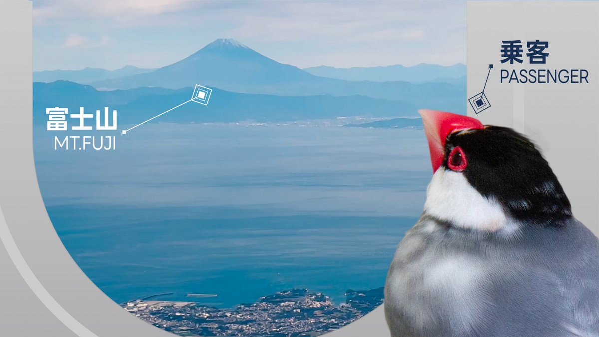 桜文鳥のメッシ tweet media