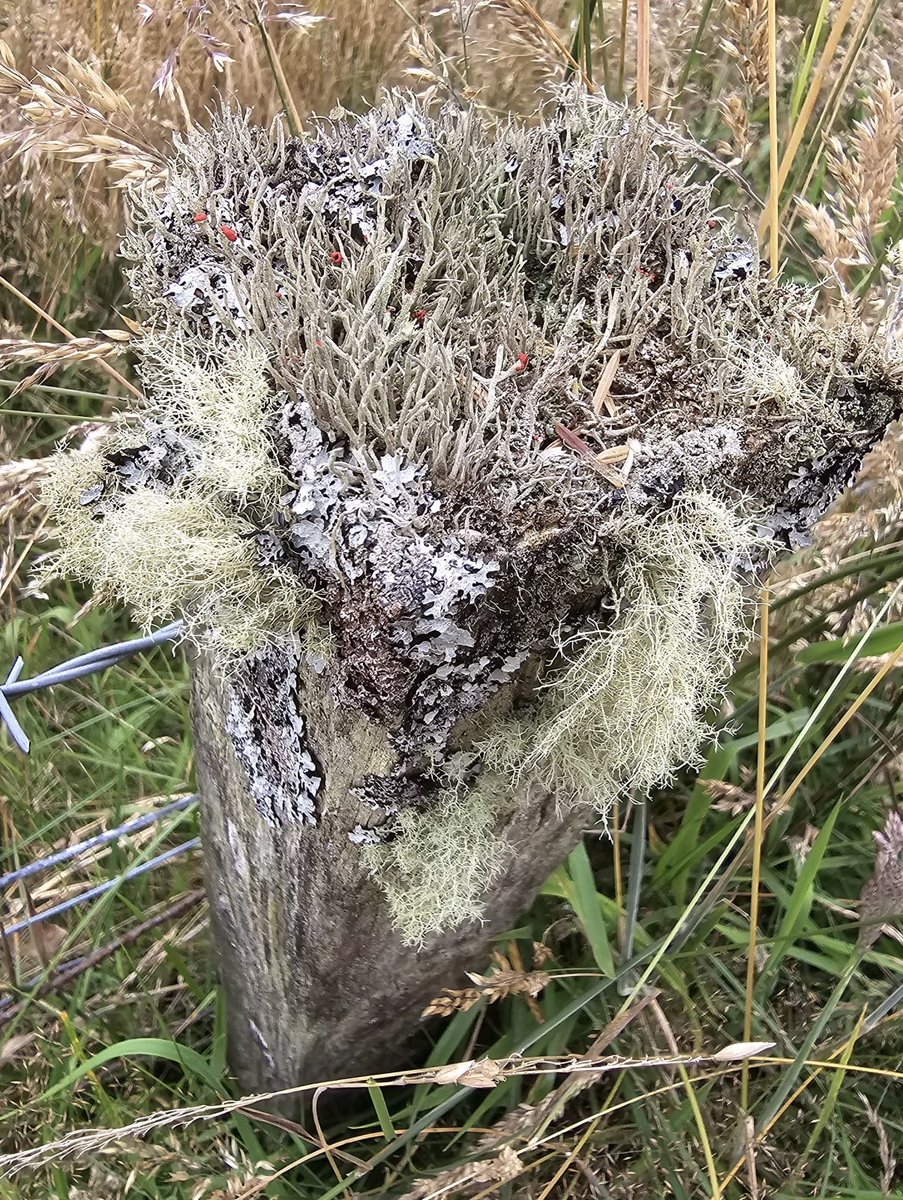 SeedLouise's tweet photo. A world of lichen on top of a fence post. The little red tips of Cladonia ( ?) can be seen if you look carefully. #lichen #ScottishBorders https://t.co/TjUZF0NYEW
