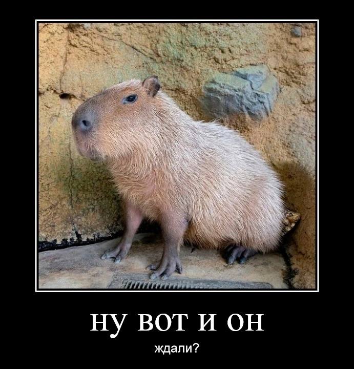 Анна Суматохина 🦭 tweet media