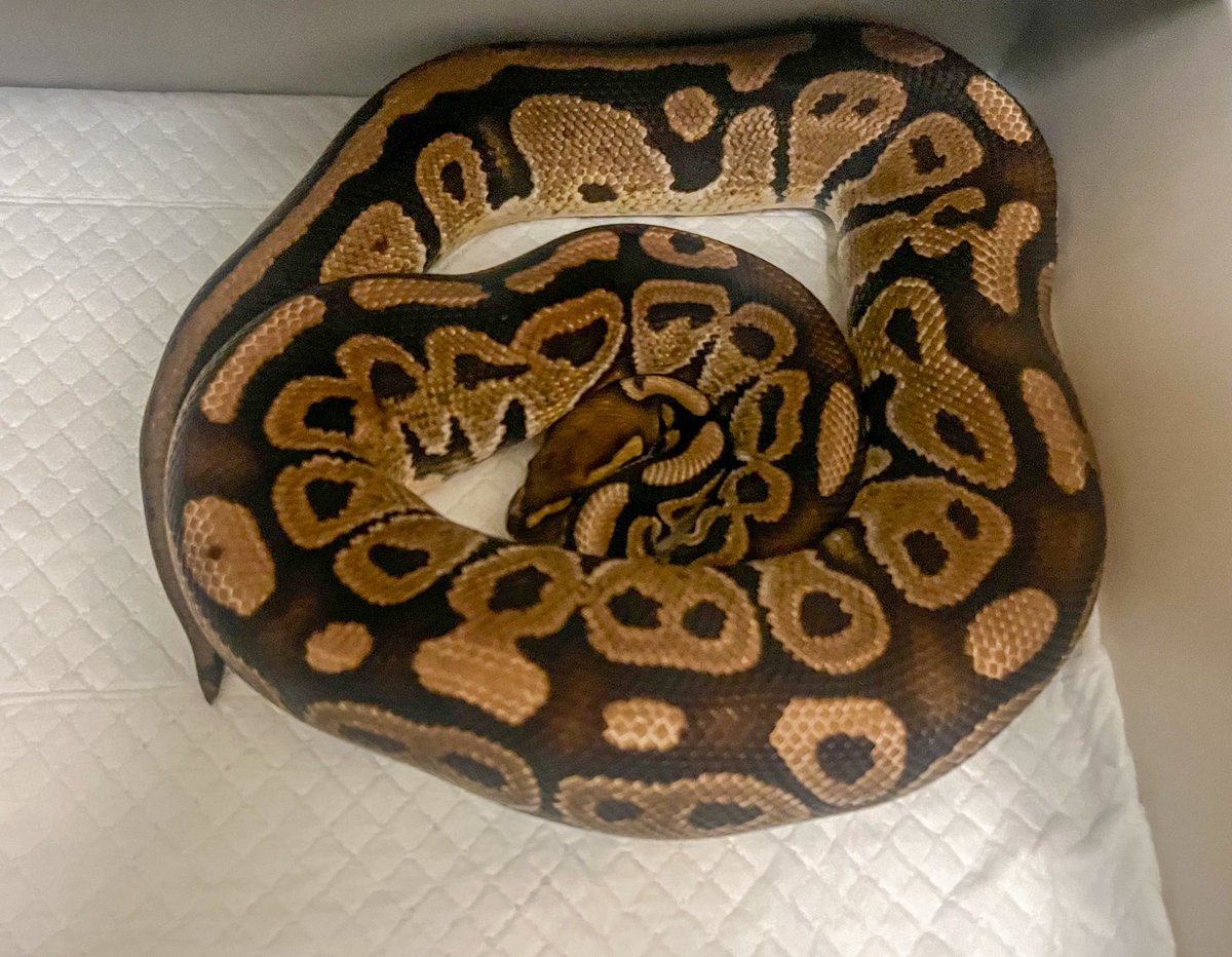 アダルトサイズでのお迎え①🐍
やはり詳しい人はこれだけ見てモルフ当てれるのかな🤔
年内には🫡

#ボールパイソン #蛇好きと繋がりたい #爬虫類好きと繋がりたい