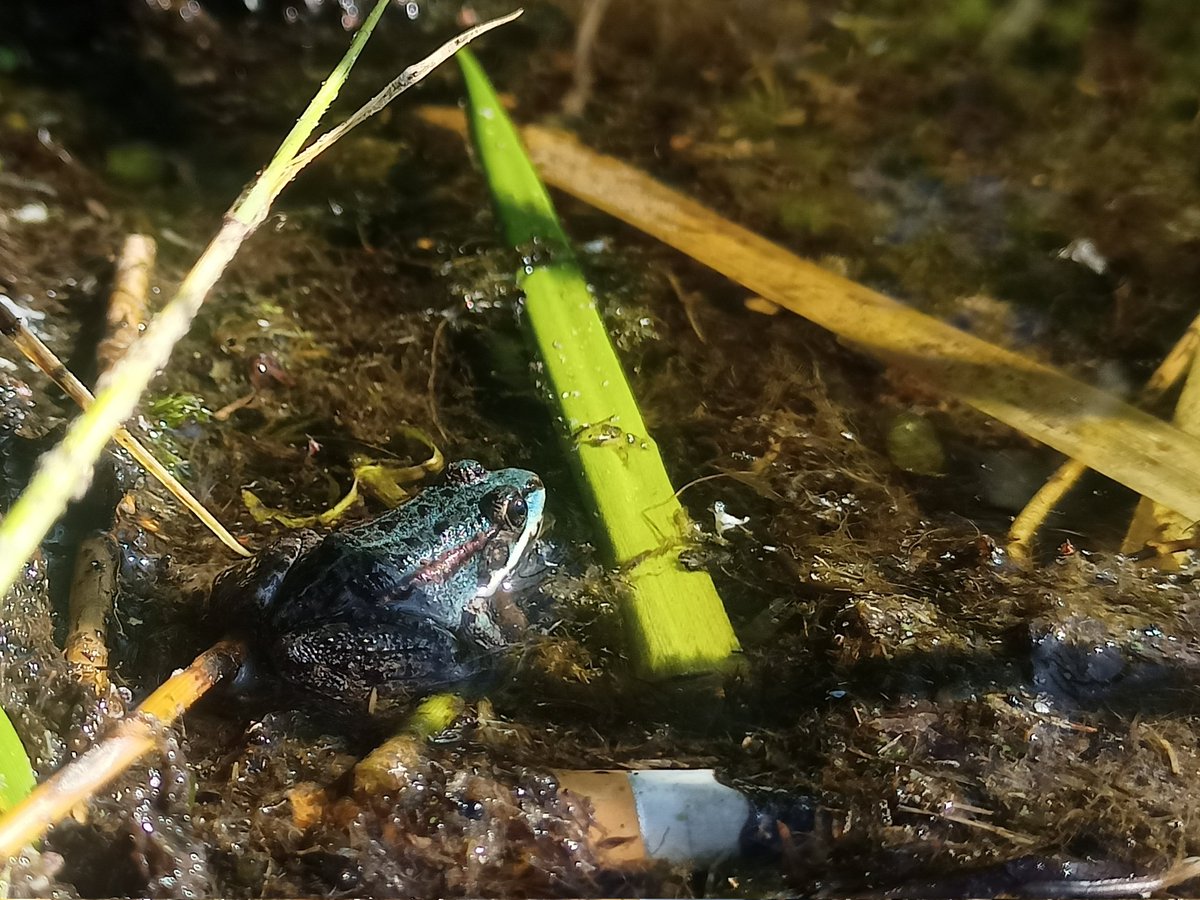 PieIneses's tweet image. Divvientulība - stāvoklis, kad divus cilvēkus neredz, netraucē citi, stāvoklis, kad divi cilvēki ir nošķirti no citiem. [Avots: LLVV]
Ja izsvītro vārdus "cilvēkus" un "cilvēki", tad mums ar šo būtni izdevās pabūt šai burvīgajā stāvoklī