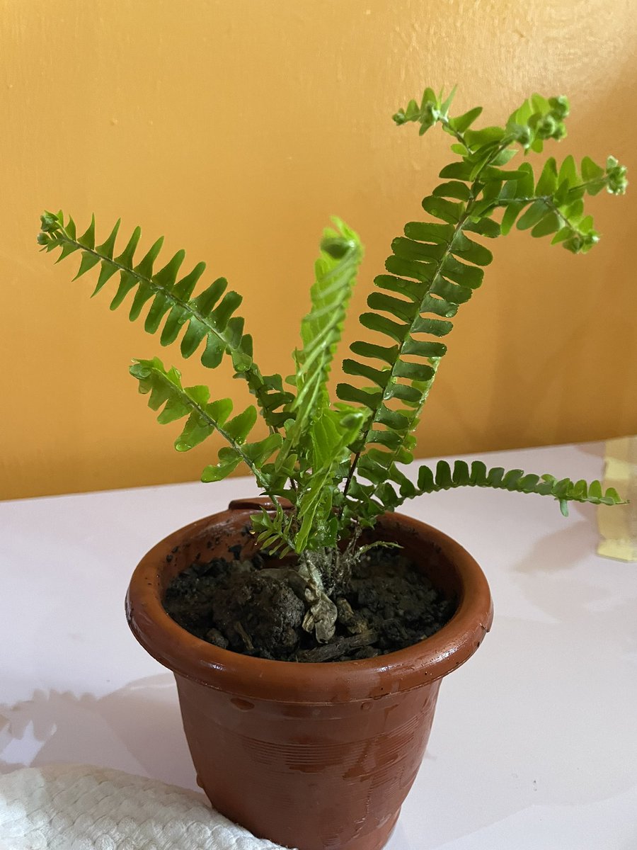 shanktel_art's tweet photo. looking for plants that are low maintenance and beautiful.
I suggest these plants. They are indoor plants that are low maintenance and make your space really beautiful.
Ps: I realized most indoors can grow in water too. Change water Atleast once a month to prevent algae growth. https://t.co/TFGRGMOlVg