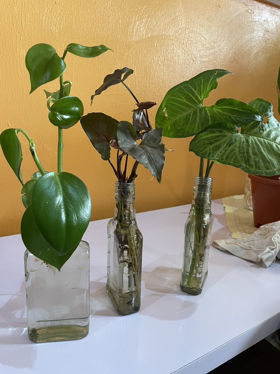 shanktel_art's tweet photo. looking for plants that are low maintenance and beautiful.
I suggest these plants. They are indoor plants that are low maintenance and make your space really beautiful.
Ps: I realized most indoors can grow in water too. Change water Atleast once a month to prevent algae growth. https://t.co/TFGRGMOlVg