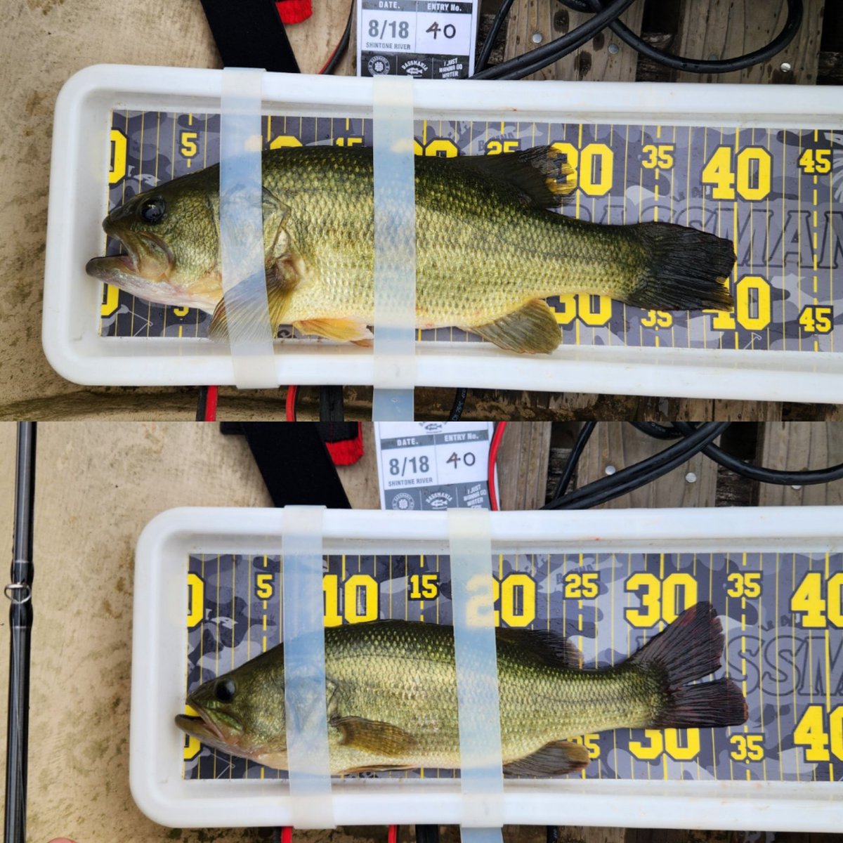 HI38886891's tweet photo. 今日はバスマニアカップ新利根川戦🎣結果は3位でお立ち頂けました🥉スノヤワラでゲイトウ周りのクランキングで、朝イチに34.5cmと昼前にクーバイJrで40cmをゲット🐟今年から新利根川に参戦し、やっと結果が出て一安心でした😌
#TEX
#COOBY https://t.co/sLDx33jsCo