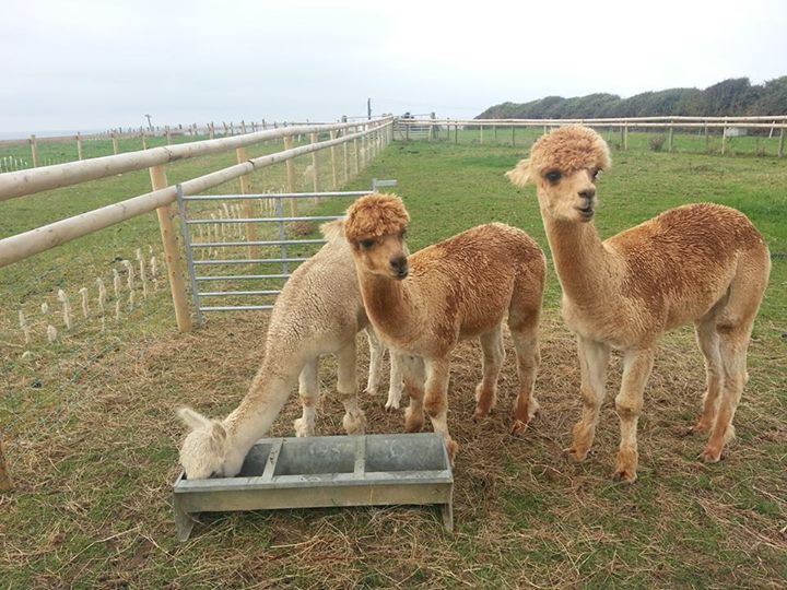 SwallowsRestBB's tweet photo. Alpaca Experience with Afternoon Tea £35pp at Swallows Rest B&amp;B, Weymouth. Call 07834541420 #swallowsrest #martleavefarmcampsite https://t.co/98Lpv0Mnc7