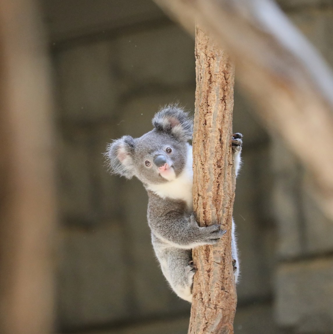 higashiyama5555's tweet photo. １人で木登りしていた 
もなか可愛いぃぃ🐨！

#東山動植物園　#コアラ https://t.co/YUTtg8SUsN