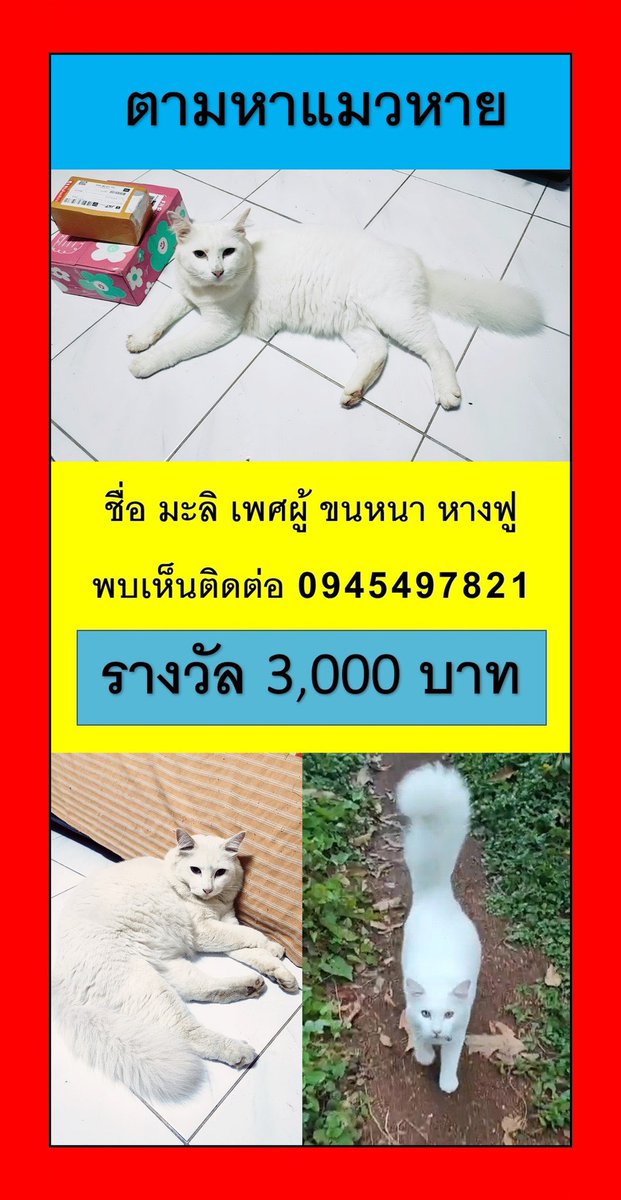 RedSkullxxx's tweet photo. ยังไม่เจอน้องเลยค่ะ รบกวนด้วยนะคะ 🙏 🎯ตามหาน้องแมวค่ะ 🎯น้องชื่อมะลิ ทำหมันแล้วไม่เที่ยวไกล หายจากบ้านริมคลองหนองยาว อ.เมือง จ.สระบุรี  คาดว่าถูกอุ้มไปค่ะ #แมวหาย #ตามหาแมว https://t.co/3KzWMvkTcb