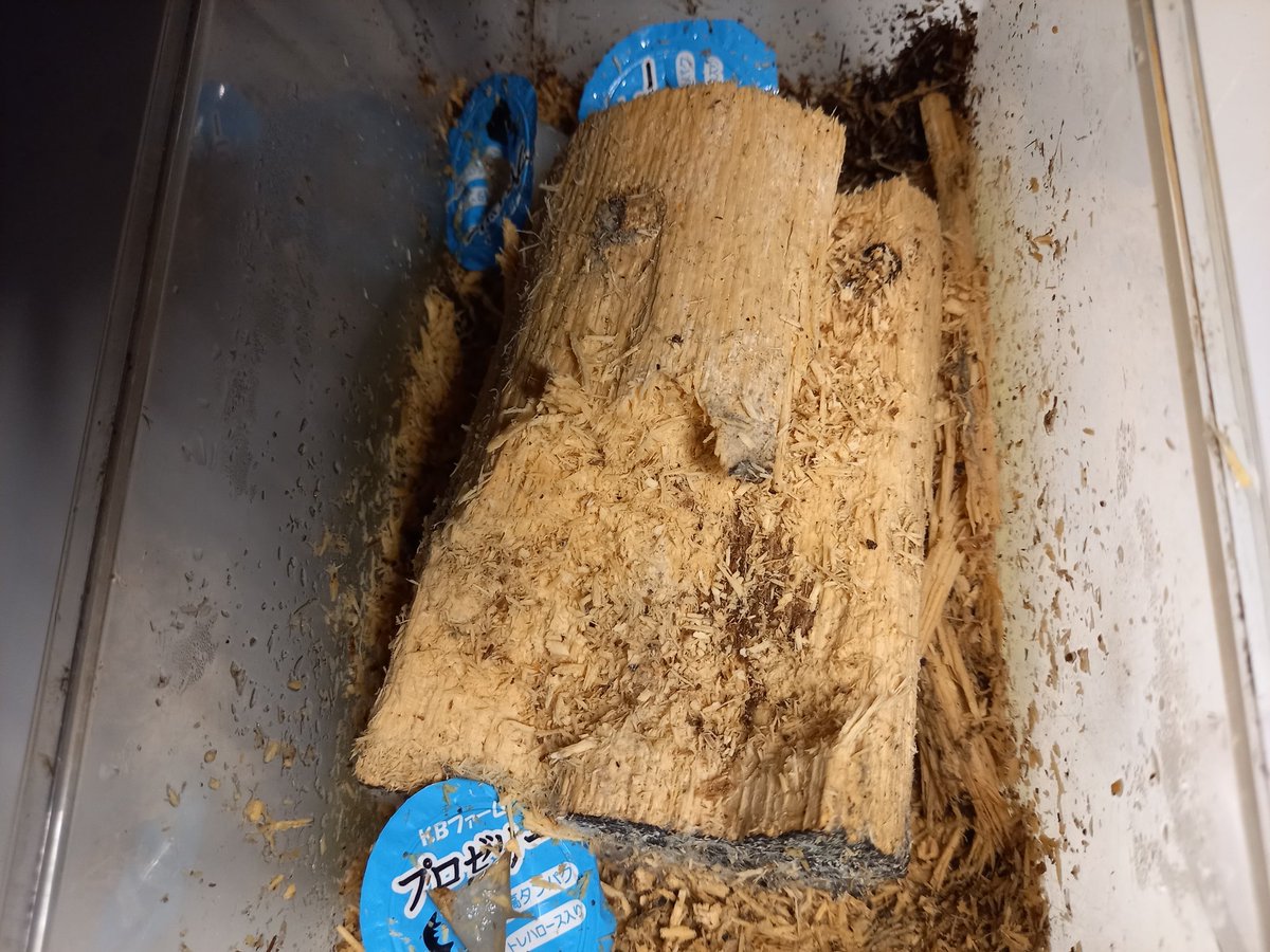 KOB氏より購入のGX50-X メス
(ペアリング済み)

順調、順調。

2本目もいい感じで齧ってる。