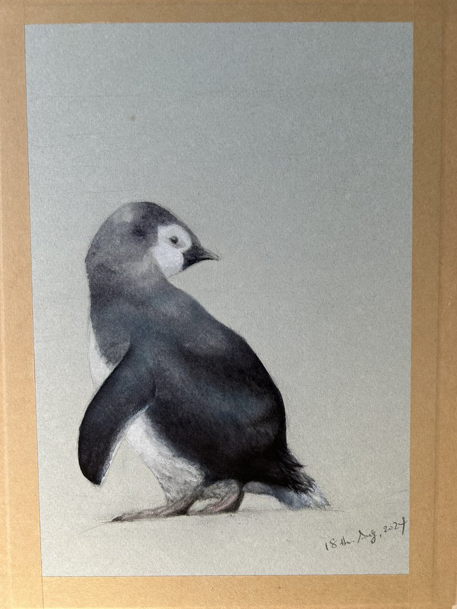 I like him.
#drawing #painting #watercolour #illustraton #kidlit #birdart #art #penguin #WinsorAndNewton