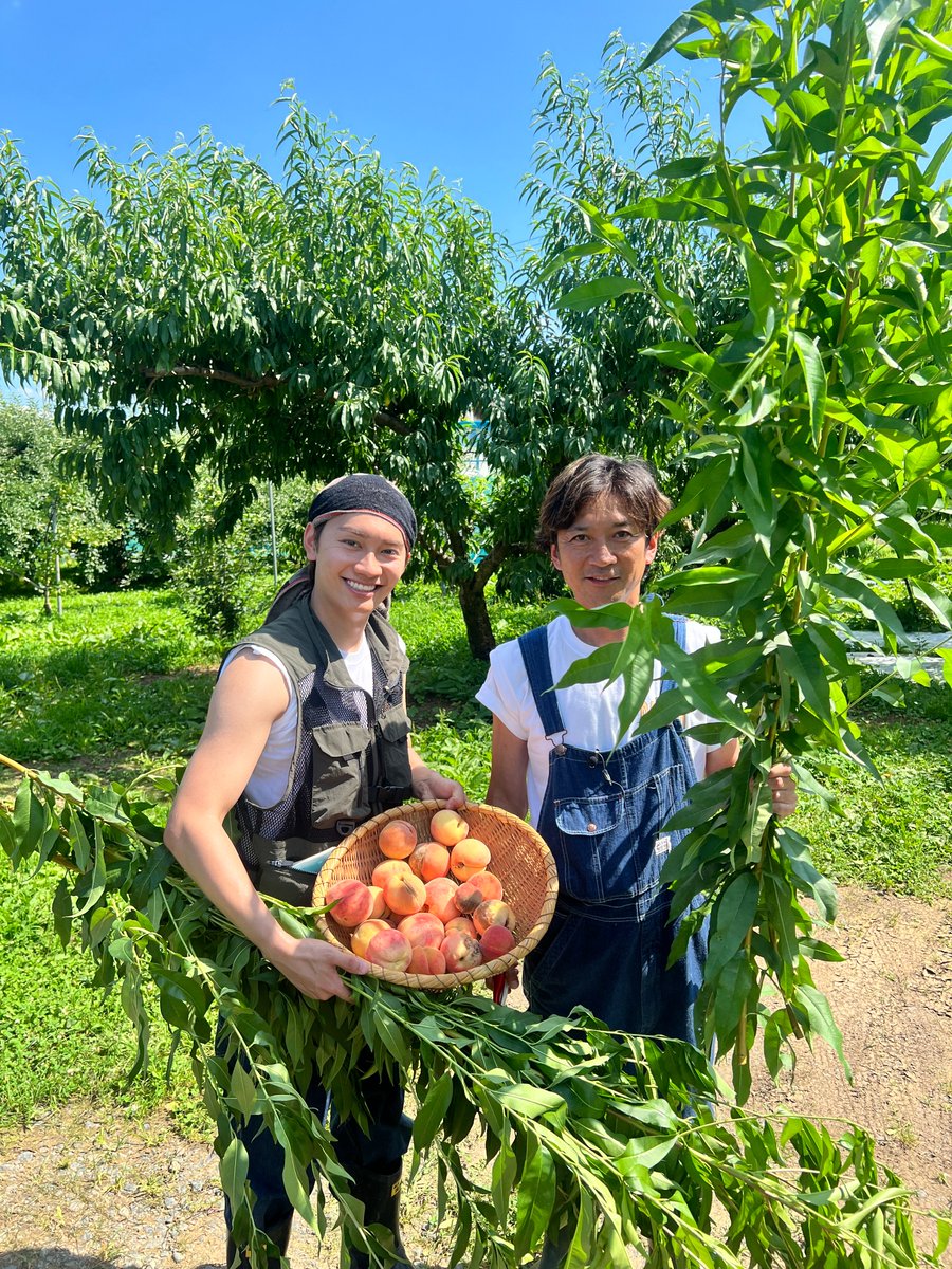 tetsuwan_DASH's tweet photo. ／
#鉄腕DASH 放送中🌾
🔗https://t.co/kIwsAafdK0
＼

「カリウムがたっぷり含まれる
　捨てちゃう"桃"と"桃の葉"
　ゲットしました🍑!!」

…別企画を彷彿とさせますね☺️

#DASH村 #DASHオフショット
#国分太一 #藤原丈一郎 https://t.co/Ztmntt7T6V