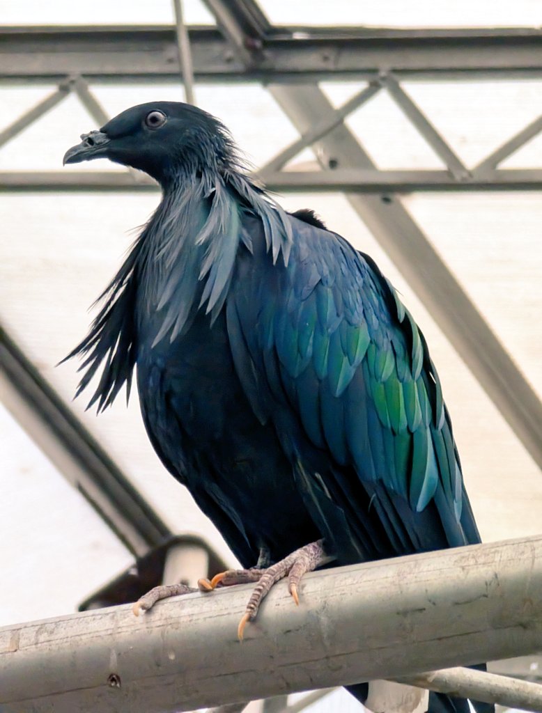 YFSummerParty's tweet image. He's watching.
He knows if you haven't bought a ticket.
Don't disappoint.