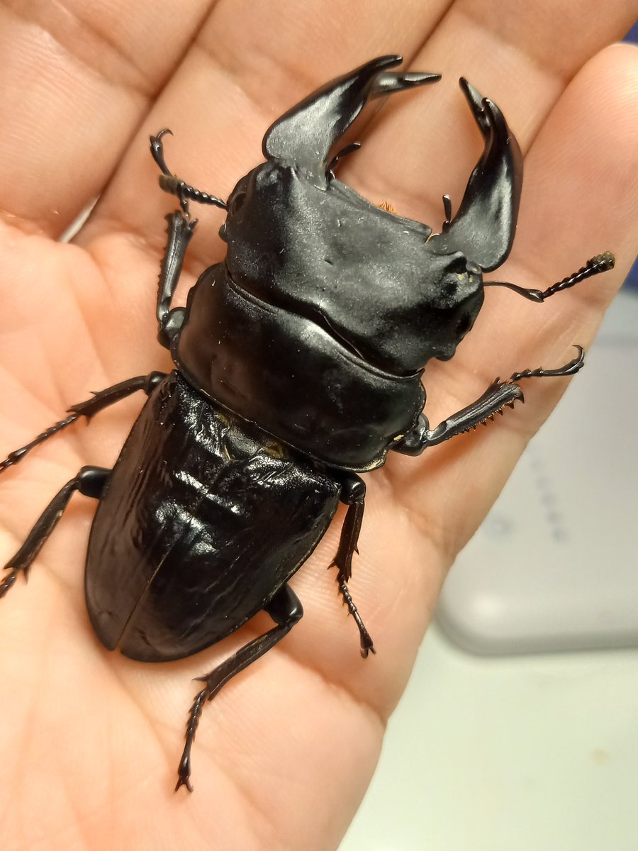 今年の5/3羽化 ホペイ
8/15より、同居ペアリング

今年最後のセット。
上手くいってほしい