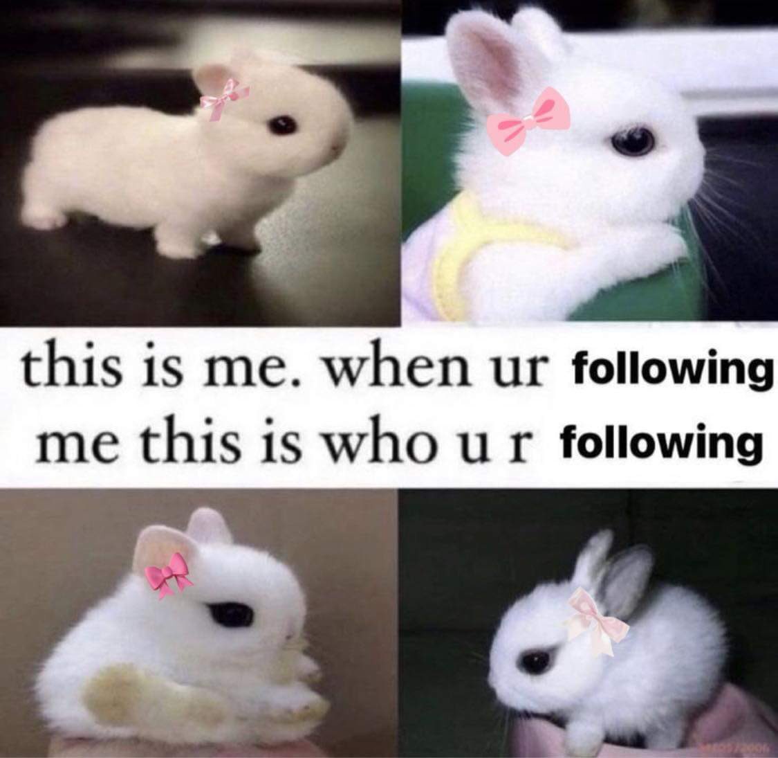 bunnieswbows's tweet image. 