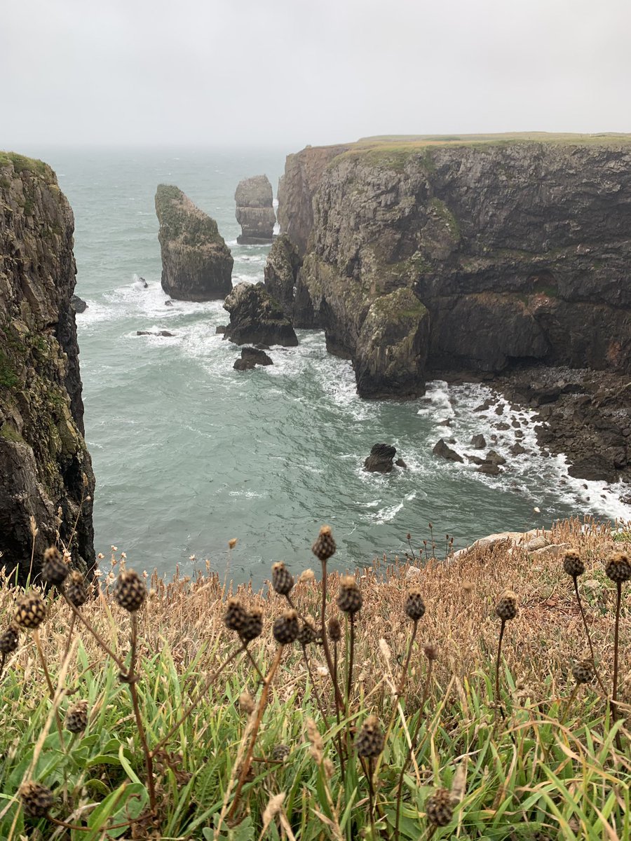 The Welsh coast is bonkers spectacular, but where are all the sea birds?