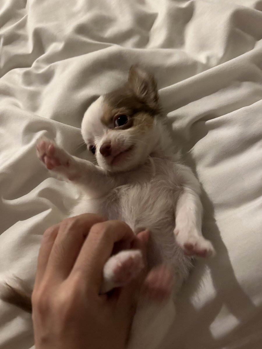 ตำนานหมาน่าอม