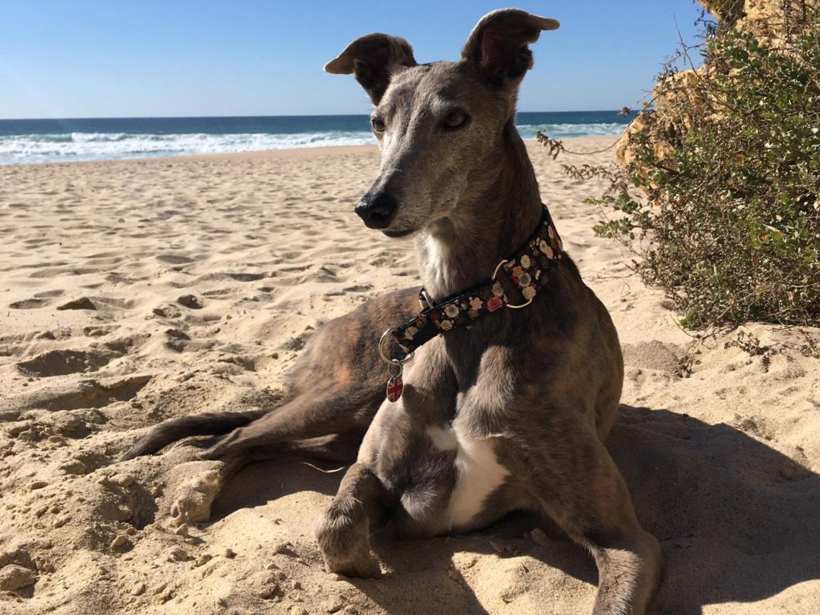 Cilla & Doris the Lurcher 🌈 🐕 tweet media