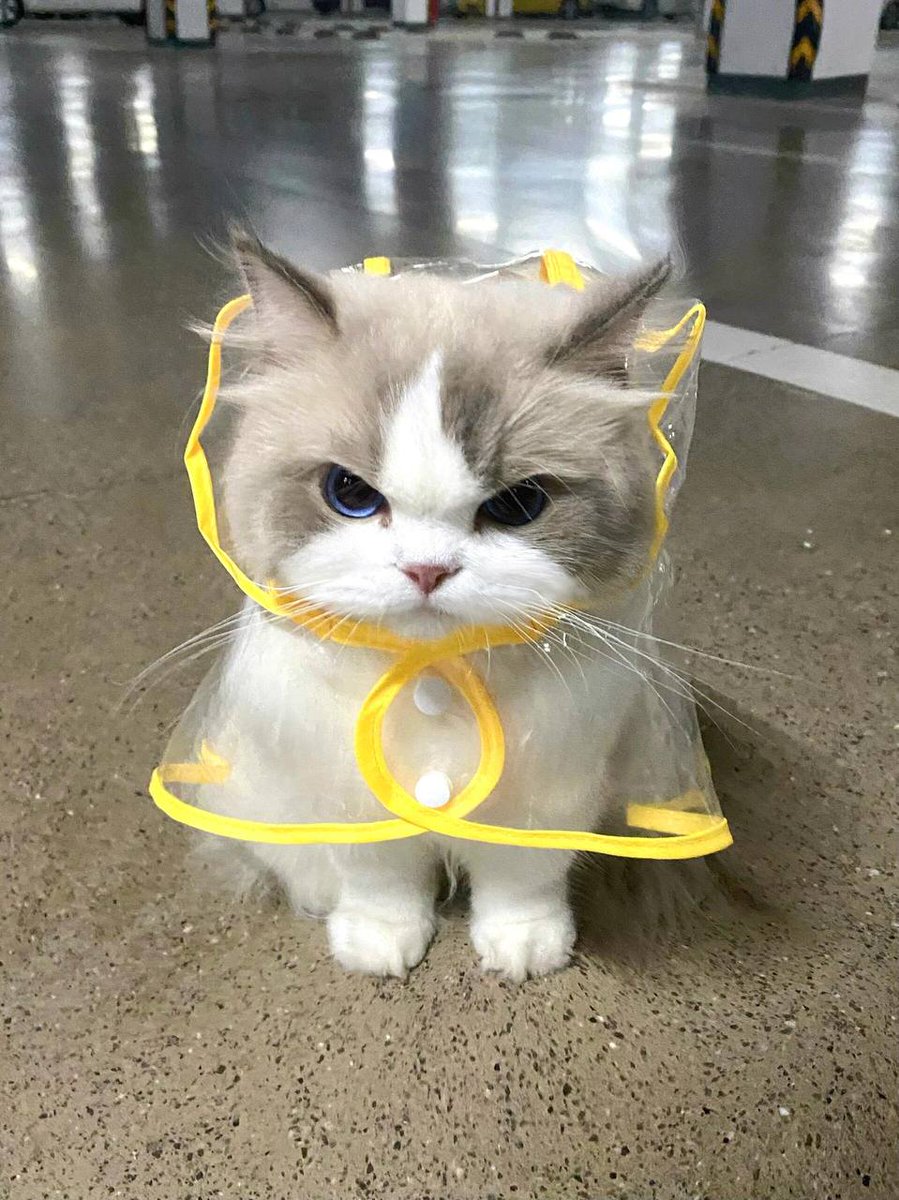 xkayacan's tweet photo. Falling in love with every expression of this cute Cat🥰🐱🐱 https://t.co/7p6zbUarWd