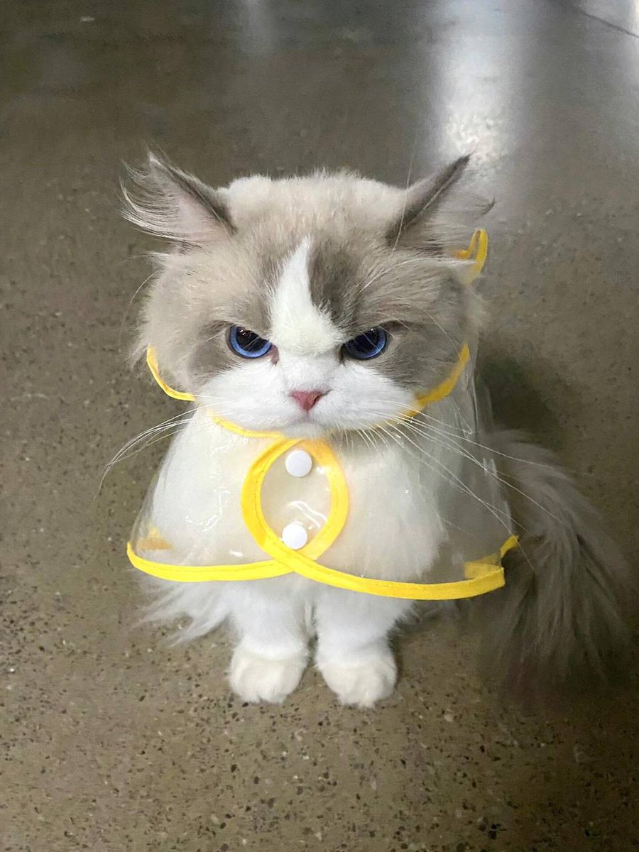 xkayacan's tweet photo. Falling in love with every expression of this cute Cat🥰🐱🐱 https://t.co/7p6zbUarWd