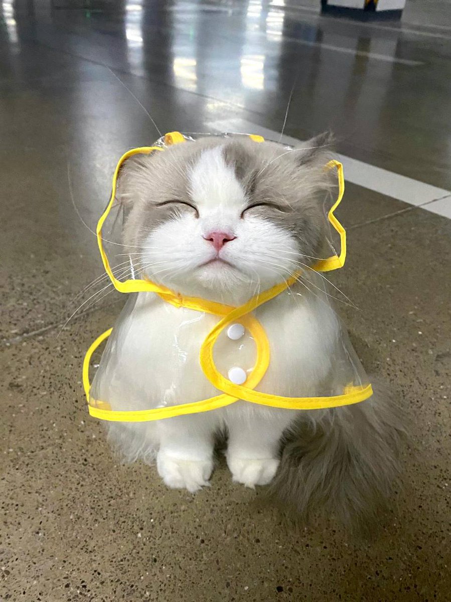 xkayacan's tweet photo. Falling in love with every expression of this cute Cat🥰🐱🐱 https://t.co/7p6zbUarWd