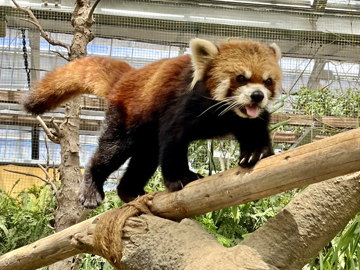 co2480panda's tweet photo. てくてくレモンくん🐾
ちょこちょこパン活してますが、だいぶ投稿サボってました😅
#レッサーパンダ #神戸どうぶつ王国 #レモン https://t.co/s0dZk2SQxD