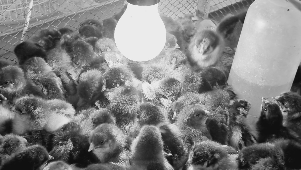 🌿Orphans
🌿10/10 
🌿1tz
objkt.com/tokens/KT1MMDX…