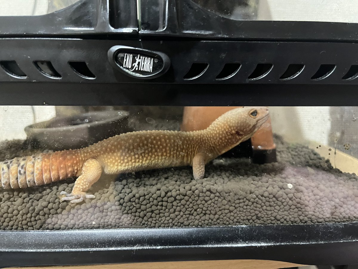 #レオパ　#ブラッドスーパーハイポタンジェリン
シェルター汚れてたから洗ったら匂い取れちゃったのか、「これおれんちだよな?入って良いん？」て感じの表情かわいい