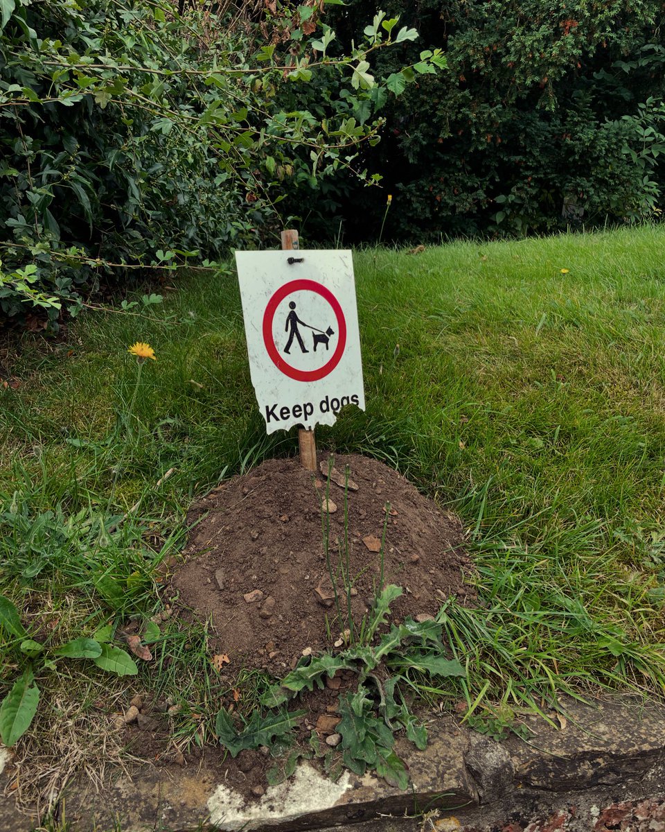 markb79's tweet image. The moles in our local churchyard are so well established they’re adding their own signage. Although I can’t tell if they’re pro dog ownership or not #moles #crayke #hambletonhills #dogs