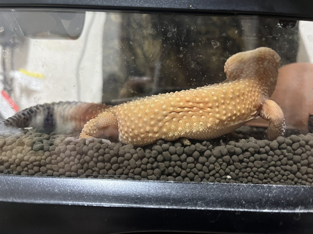 #レオパ
#ヒョウモントカゲモドキ
#ブラッドスーパーハイポタンジェリン
家の近くで花火大会やってるからか、音の聞こえる側が気になってずっとみてる
怖いのかな？