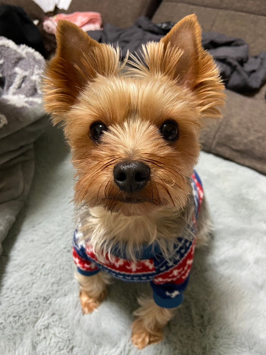 blue_chogath's tweet photo. 入院18日目。つまり最愛の犬にずっと会えていない。家族には会えるけど、病室に犬は連れてこれない。テレビ電話で犬を見るたびに切なくなる。会いたいよー https://t.co/8W1CMsBktk