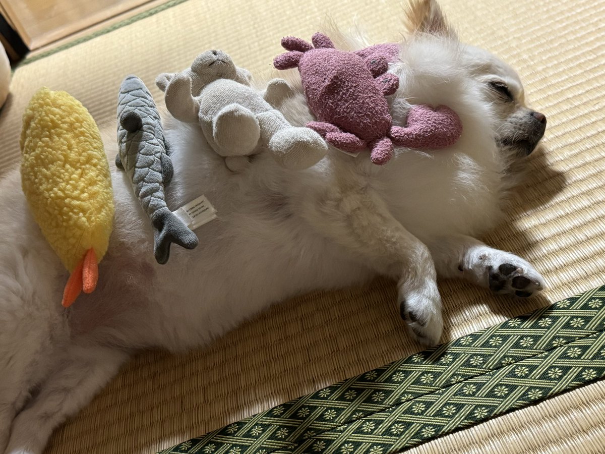 mynameismoco's tweet photo. 好きなおもちゃランキング
好き＞＞＞普通 https://t.co/XfCHB00Wmf