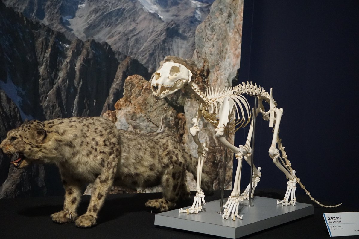 ユキヒョウの全身骨格とヒョウの剥製も、名古屋での展示とは変わっていた。