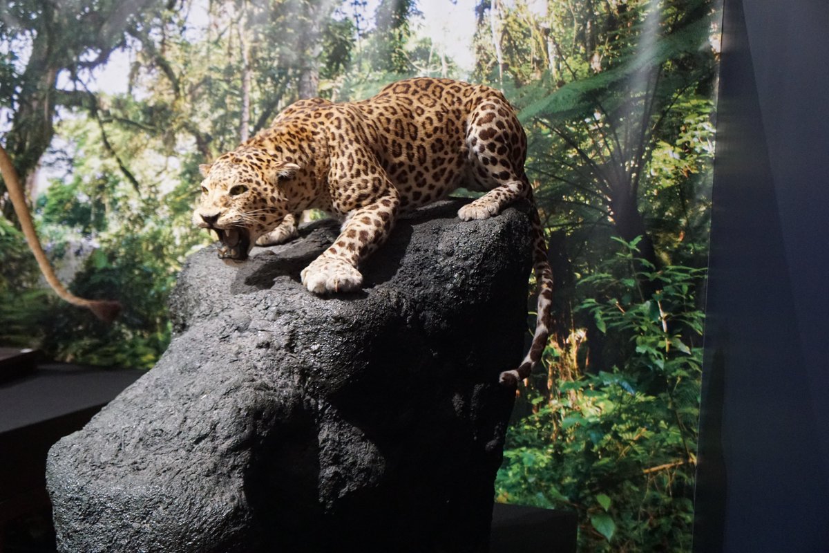 ユキヒョウの全身骨格とヒョウの剥製も、名古屋での展示とは変わっていた。