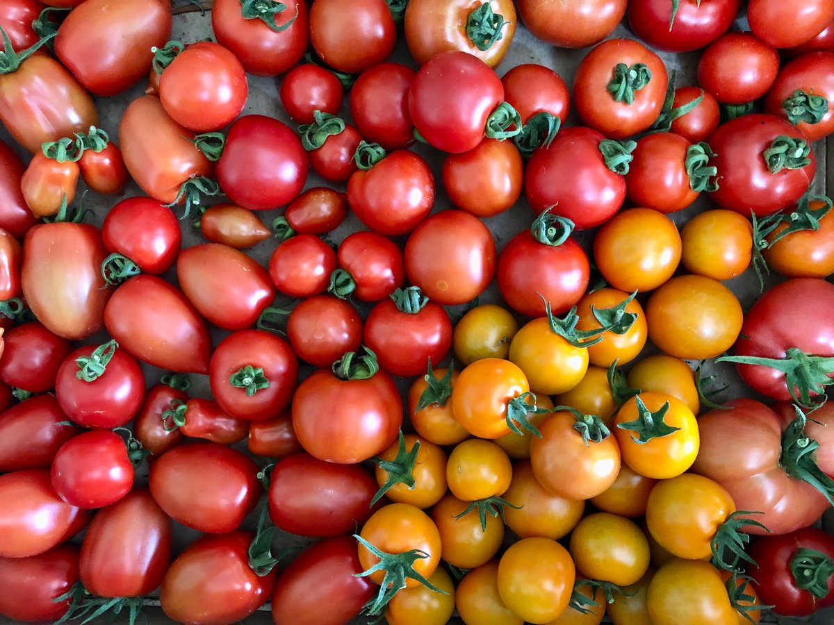 And so it begins - the first big  picking of tomatoes in 2024 
🍅🍅🍅 #Solanum #Solanaceae