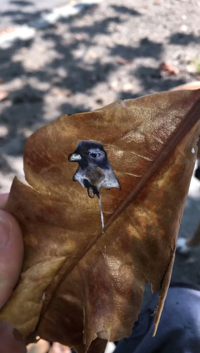 JamesLucasIT's tweet photo. 14. Pigeon poops portrait of itself on a leaf https://t.co/lIOuaKQZMO