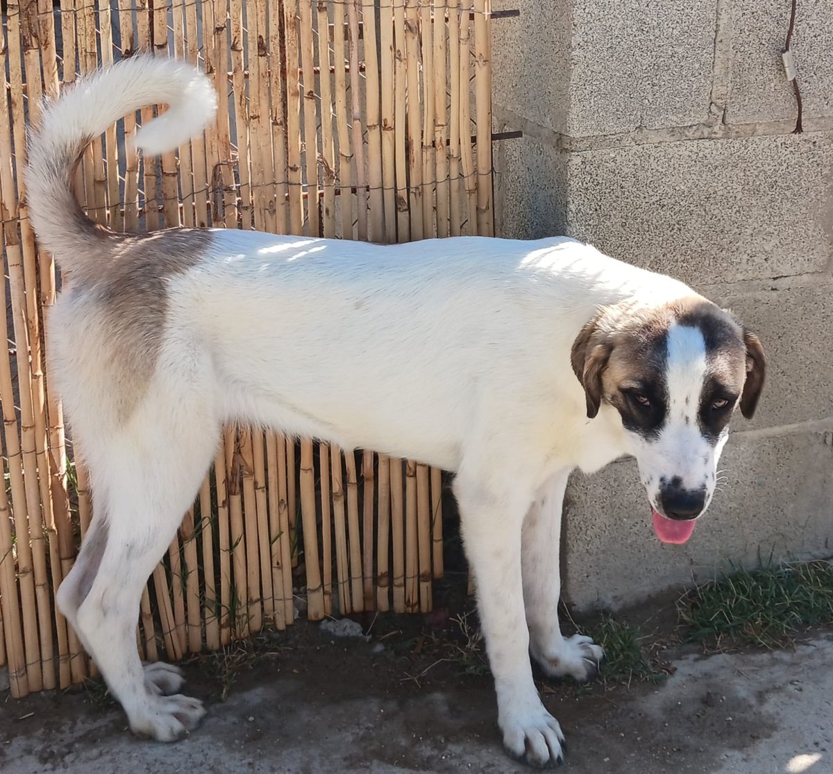 Estas chicas tienen 4 meses y poco y no se adoptan porque nadie quiere perros que no sean pequeños 😢😭
No son gigantes pero tampoco pequeñas y tienen pocas oportunidades porque aparte de las razas en este país están de moda los perros cada vez más pequeños 😢
La acogida no las