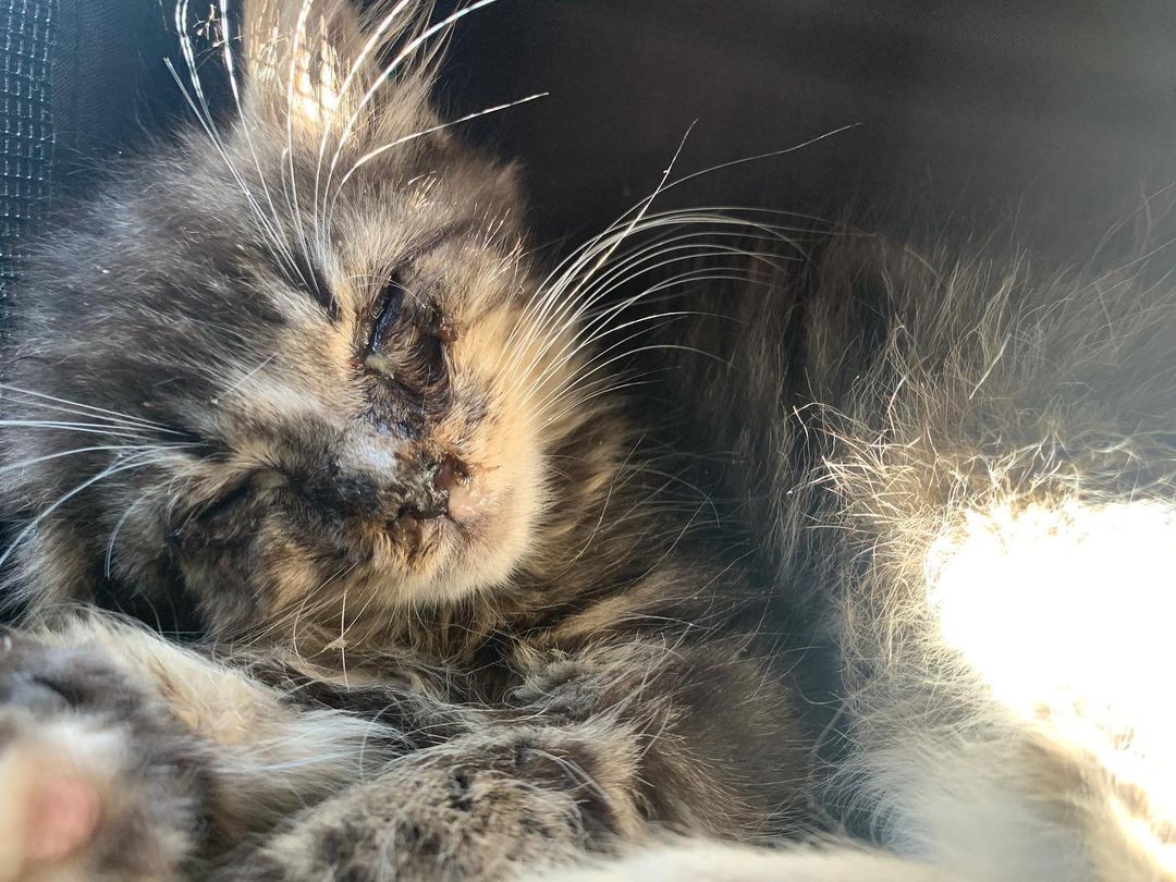 3y4a5w12347807's tweet photo. Today’s day started a bit rough. We got note of a really serious case ... updates will follow as soon as we have more information... to donate to this specific case please
DONATE VIA LINK INBIO PLEASE.
#safenow #prayers #fighter #savealife #seriouscase #cat #cats https://t.co/MsrbTm0fAe