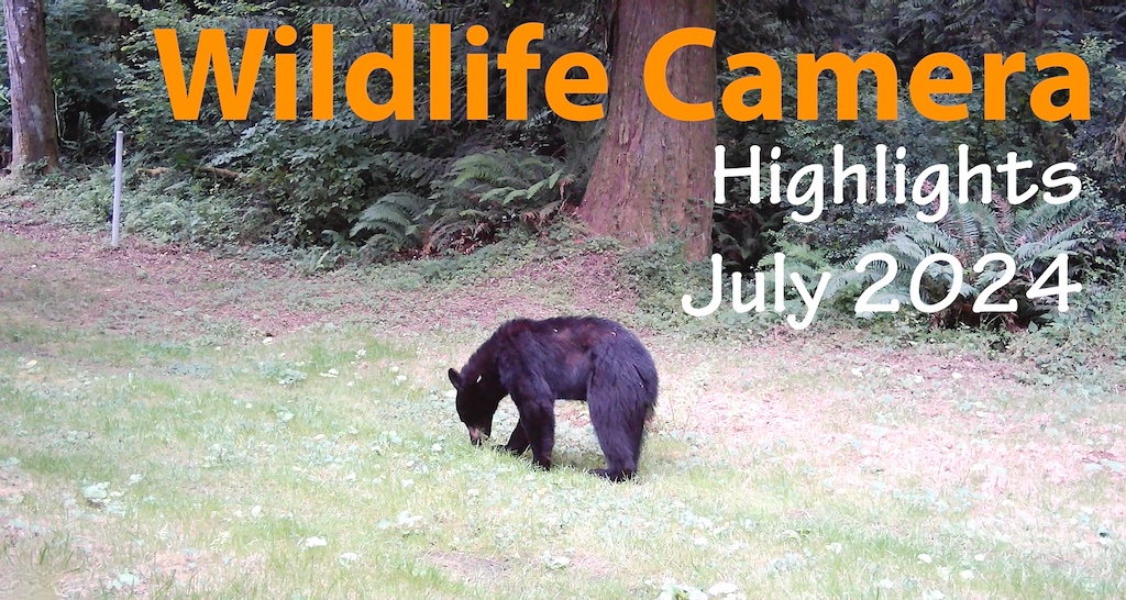 steveeshom's tweet photo. Wildlife Camera Highlights July 2024 Highlights https://t.co/X2xZQ63fbZ https://t.co/WtvK9Ywb1q