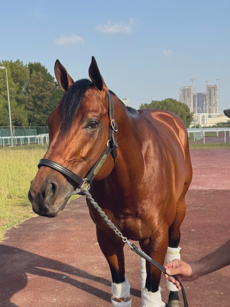 TomRyanKY's tweet image. It's time for Hopkins to move on to a stud career. He is now retired and will be available for inspection in Lexington at Fernhill Stables over the coming weeks. He is a big, masculine colt with a great temperament and a lot of presence. 

Hopkins (Quality Road)
- $900,000…