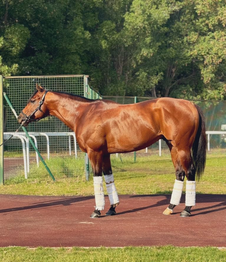 TomRyanKY's tweet image. It's time for Hopkins to move on to a stud career. He is now retired and will be available for inspection in Lexington at Fernhill Stables over the coming weeks. He is a big, masculine colt with a great temperament and a lot of presence. 

Hopkins (Quality Road)
- $900,000…
