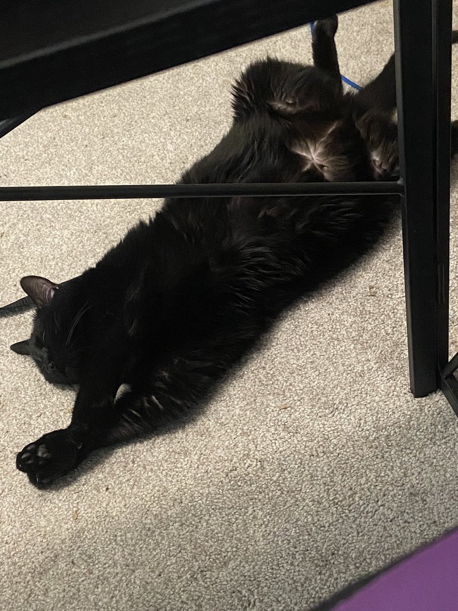 Päws crossed, because I’m an LADY.
#CatsOfTwitter