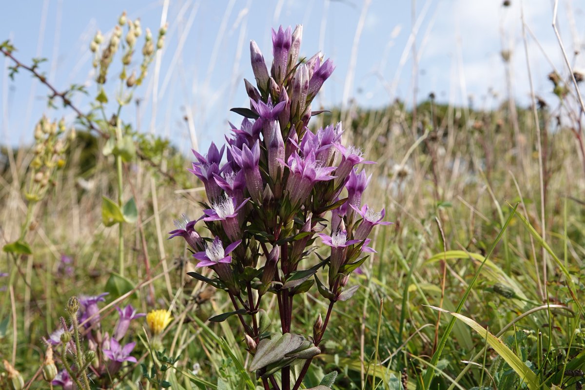Welsh_Nature_Lady 🏴 tweet media