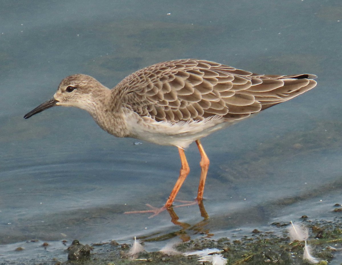 Daryl Rhymes tweet media