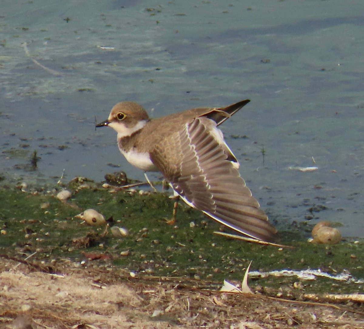 Daryl Rhymes tweet media