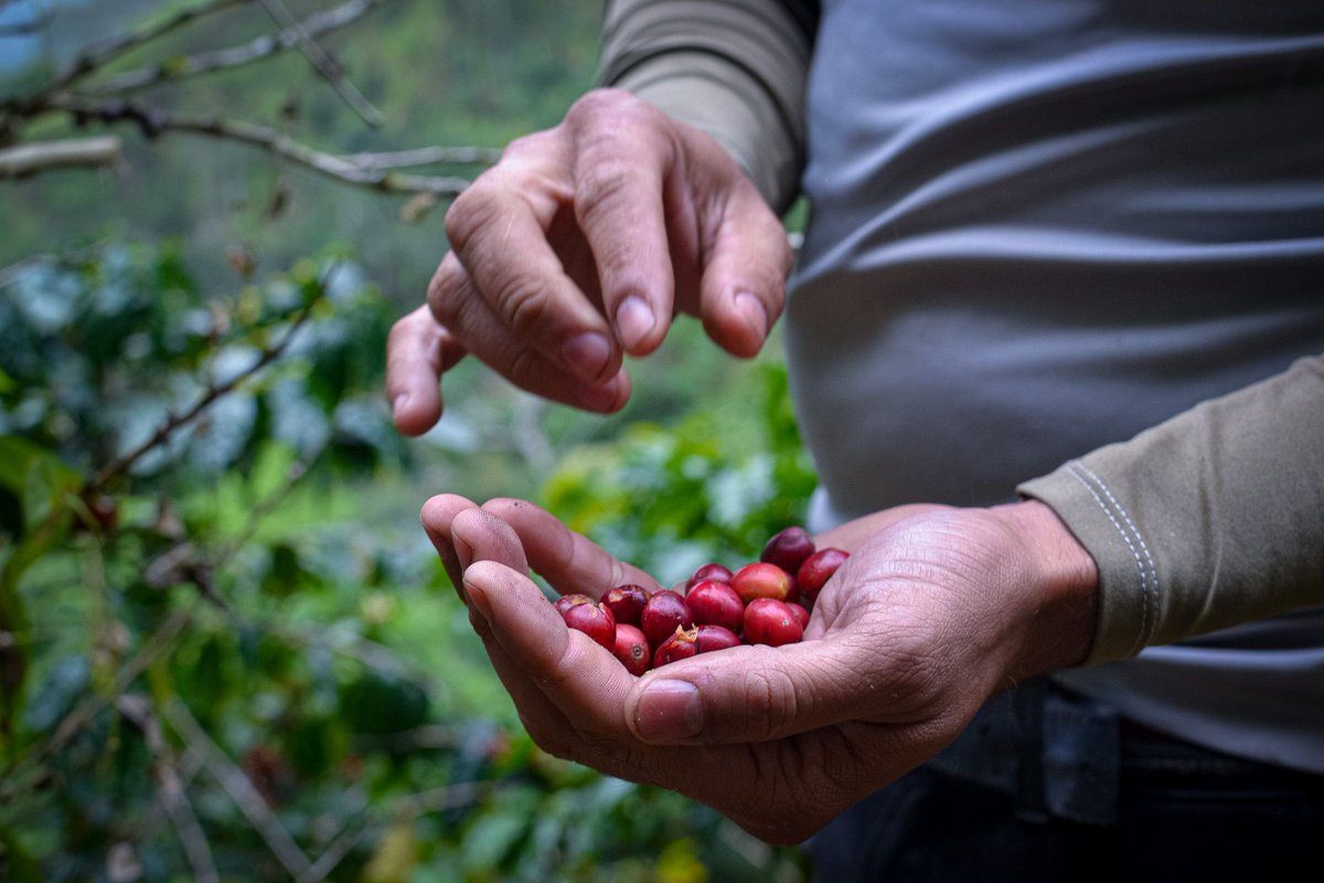 RefiVenezuela || 🌄 tweet media