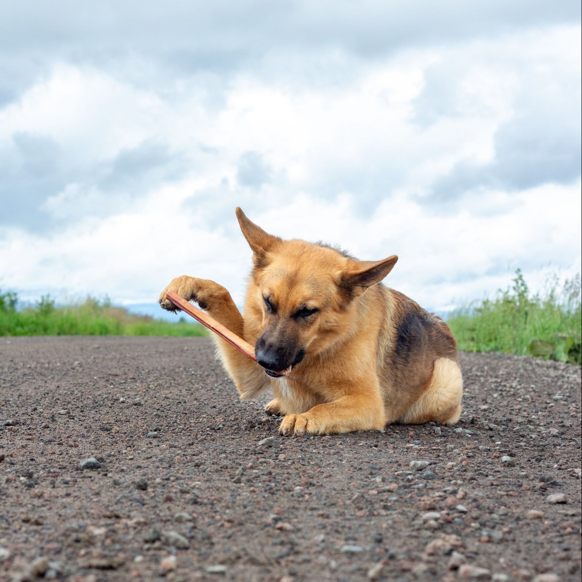 BullyBunches's tweet photo. Sometimes your coordination just isn't what you think it is...
๐ : @folksofthewood
#dogsoftwitter #twitterdogcommunity #twitterdogs #dogs #bullybunches #bullystick https://t.co/sQhddZifHS