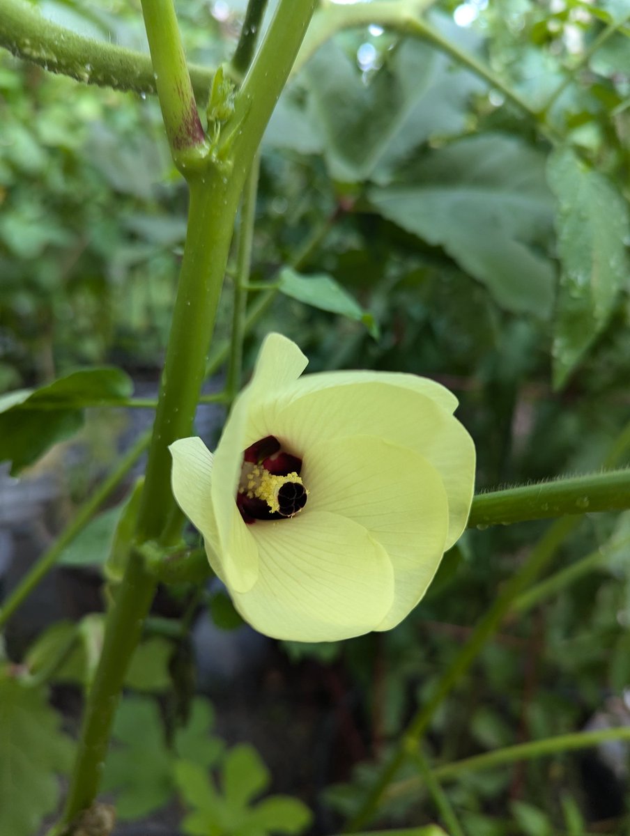 CardboardNirvan's tweet photo. I love, love, love okra flowers. https://t.co/iCIkduNxSA