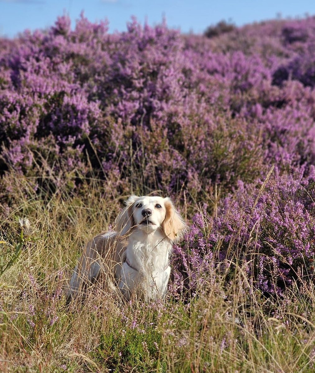 Zelda & Bandita tweet media