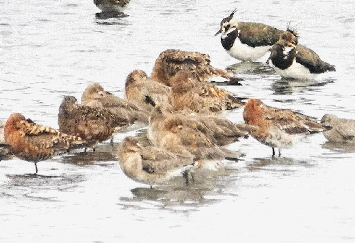 Merseybirders's tweet photo. A second bite of the cherry for the Hudsonian Godwit after finishing my Webs count @ Seaforth NR and a successful visit with @map_small he who dares Rodney, he who dares! #waders @RSPB_BurtonMere https://t.co/9lysVSJj3M